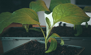 Miniaubergine F1 ’Jackpot’ frodas efter omskolning. 